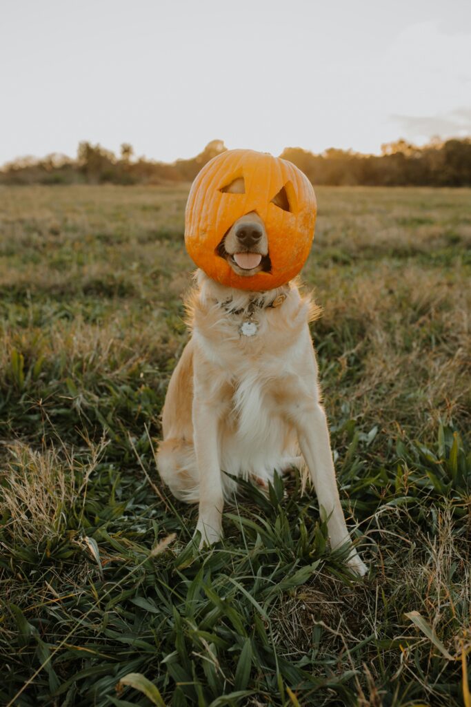 Halloween Pet Costume Ideas For Instagram 2024 By SD Subedi